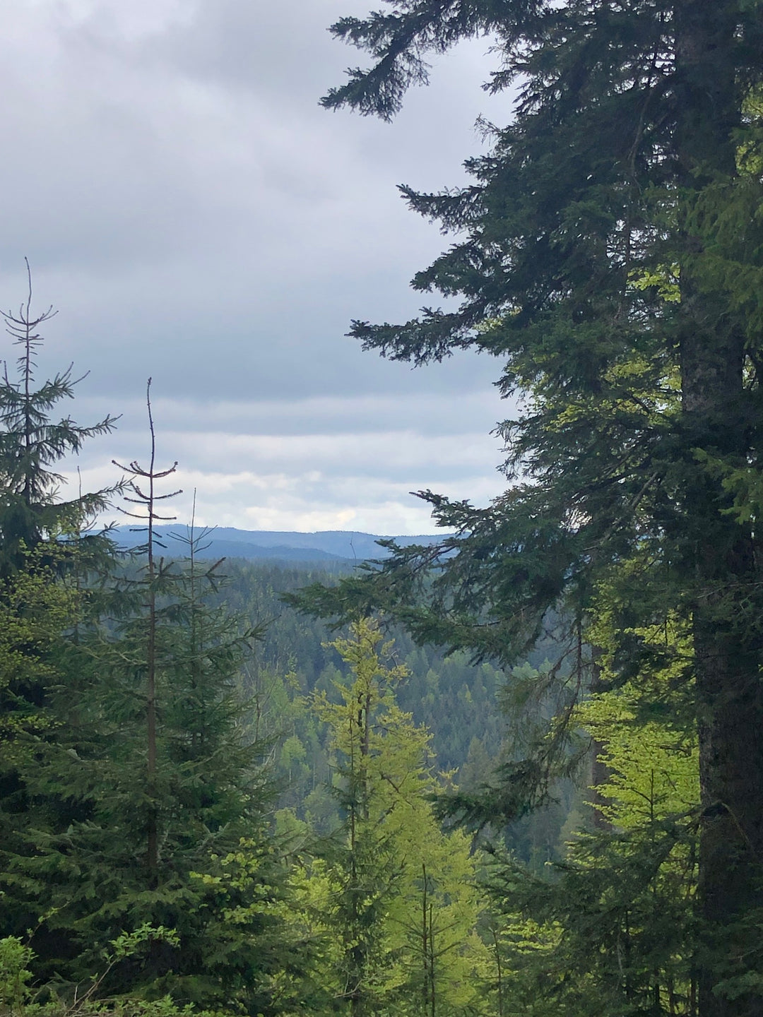 Wild Woods & Waterfalls