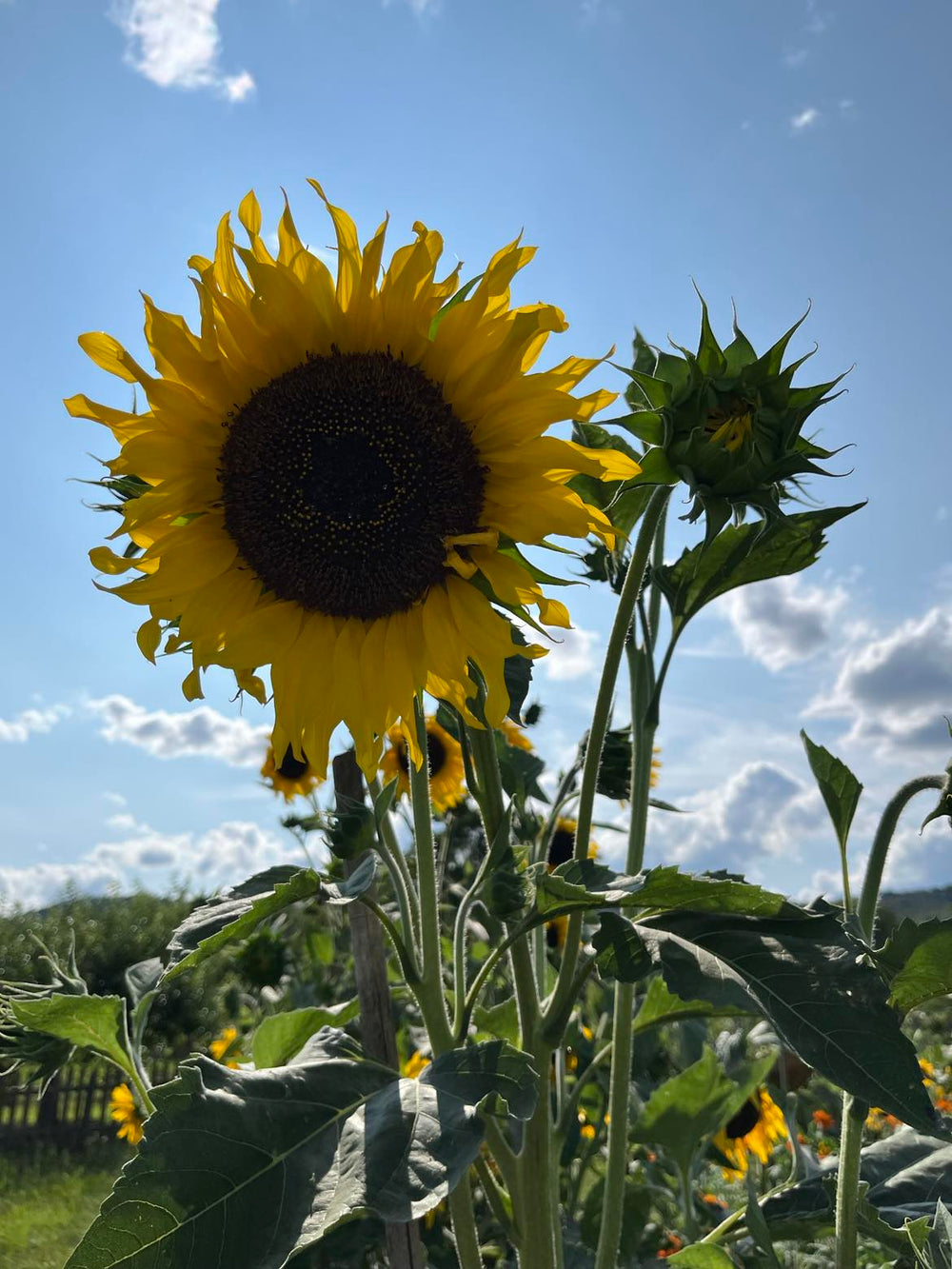 Sunny Side Strolling