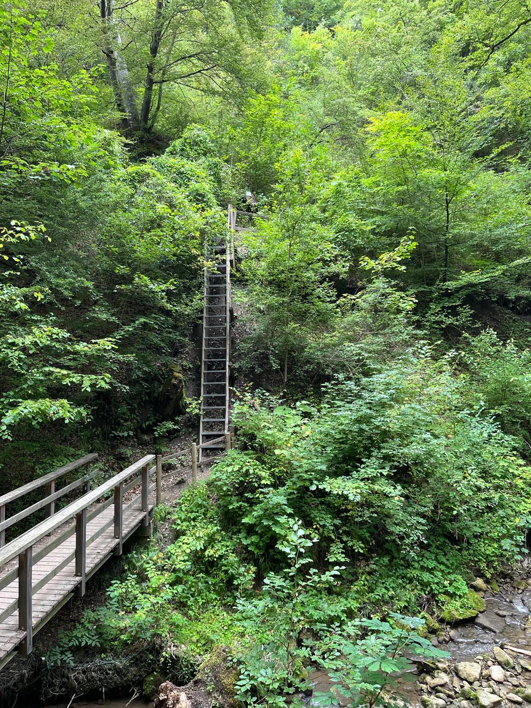 Wild Gorges and Jungle Vibes