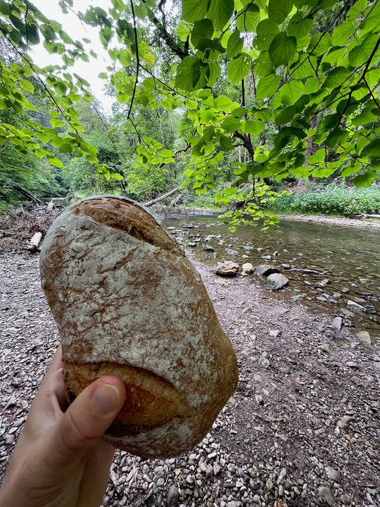 Wild Gorges and Jungle Vibes