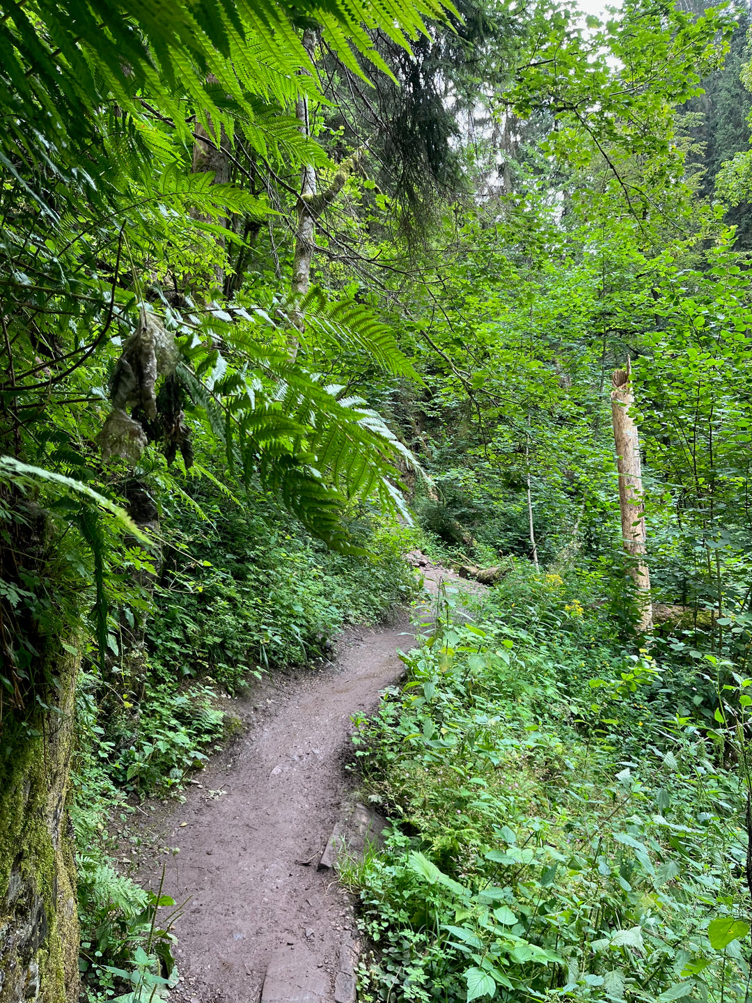 Wild Gorges and Jungle Vibes