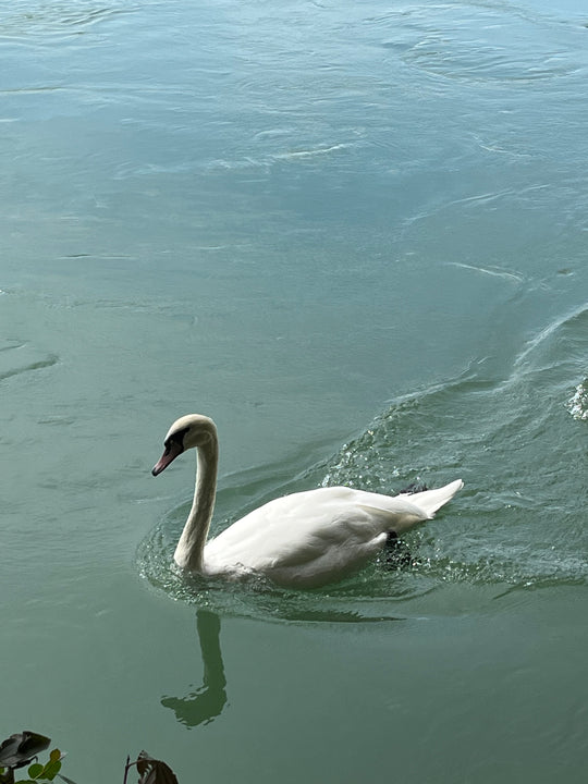 An Enchanted Riverside Adventure