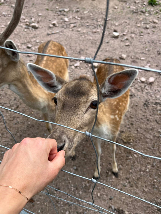 Enchanted Woods & Animal Friends