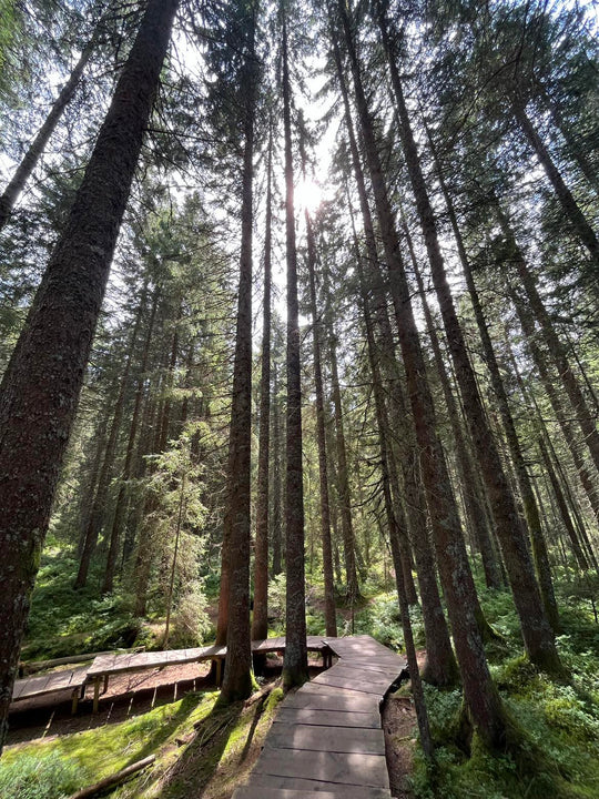 Enchanted Woods & Animal Friends
